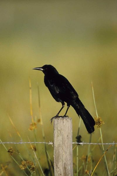 USA, Florida Fish crow stands on fence post